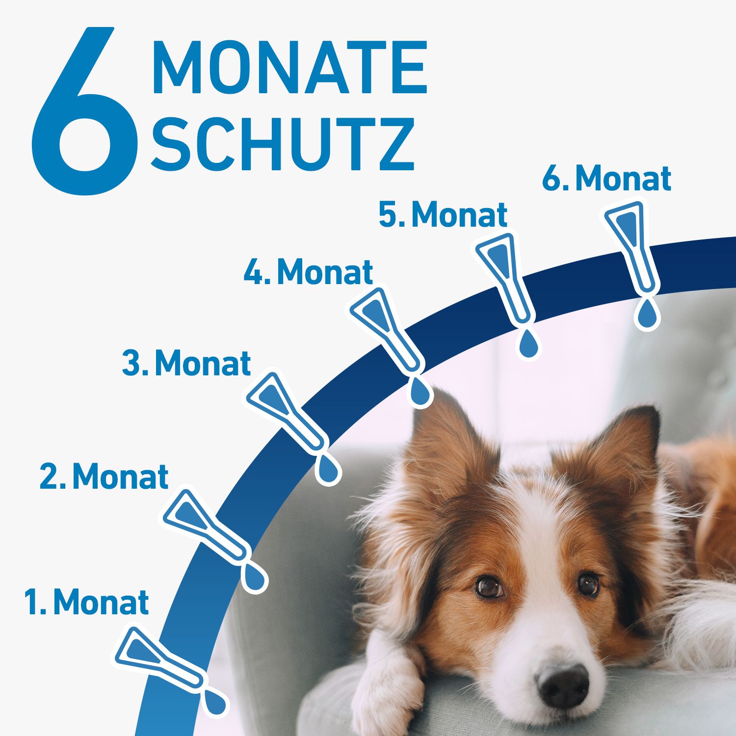 FRONTLINE SPOT-ON gegen Zecken, Flöhe und Haarlinge für Hunde S (2-10 kg)